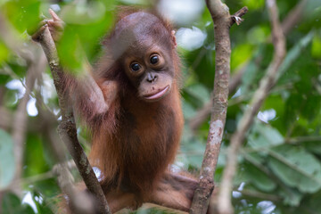 Baby orangutan relaxing and smiling in rainforest tree