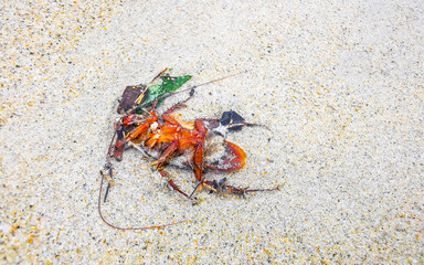 Dead cockroach washed up on the beach sand in Thailand.