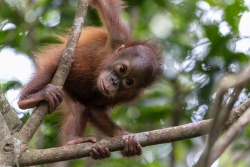 Baby orangutan relaxing and smiling in rainforest tree
