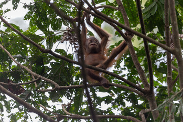 Baby orangutan relaxing and smiling in rainforest tree