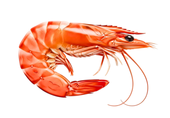 Cooked red shrimp isolated on transparent background