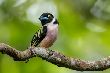 Black-and-yellow broadbill perched on branch in tropical forest