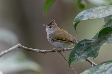 White-Bellied Erpornis perched gracefully on a branch, showcasing its striking white belly and vibrant green upperparts.