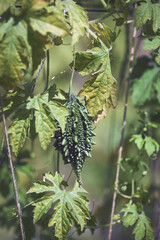 small bitter gourd or bitter melon,momordica charantia on vine plant also known as dwarf variety bitter gourd	
