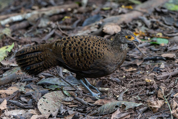 Bornean Peacock-Pheasant displaying its stunning plumage, featuring iridescent blue and green feathers with intricate eye-like patterns.