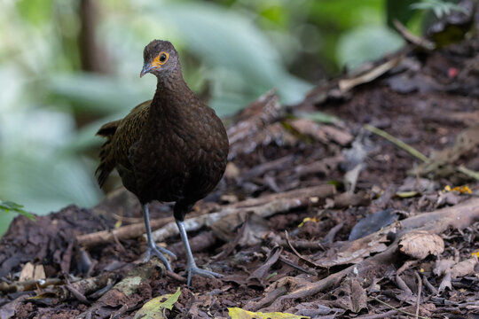 Bornean Peacock-Pheasant displaying its stunning plumage, featuring iridescent blue and green feathers with intricate eye-like patterns. - Powered by Adobe