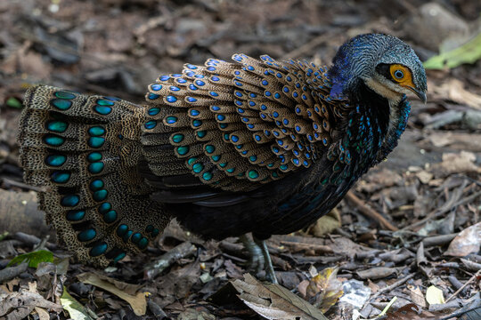 Bornean peacock-pheasant showing colorful feathers in the forest