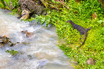 Large monitor lizard walks along tropical river in Phuket Thailand.