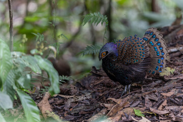 Bornean peacock-pheasant showing colorful feathers in the forest
