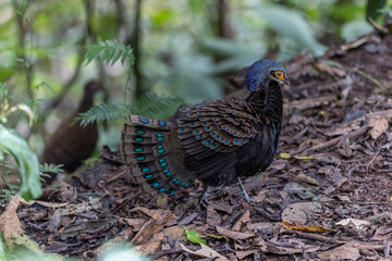 Bornean peacock-pheasant showing colorful feathers in the forest