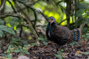 Bornean peacock-pheasant showing colorful feathers in the forest