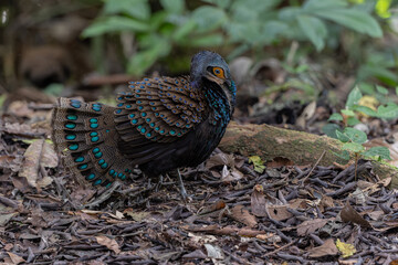 Bornean peacock-pheasant showing colorful feathers in the forest