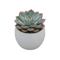Beautiful succulent plant in a white ceramic pot isolated