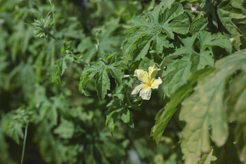 Bitter gourd or bitter melon,momordica charantia flower on vine plant	
