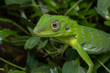 Green crested lizard is climbing on a bush in the forest