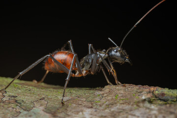 Fototapeta premium Carpenter ant walking on tree branch in the rainforest