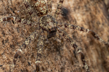 Macro image of beautiful Male Jumping Spider Hyllus Giganteus in Sabah, Borneo - Hyllus Giganteus