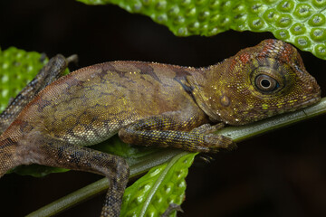 Nature wildlife of Borneo Anglehead Lizard (Gonocephalus borneensis)