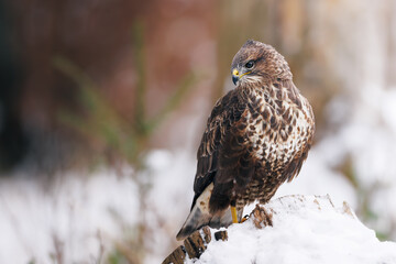 Common buzzard (Buteo buteo) perched on snowy stump, alert gaze, detailed plumage, winter forest, wild nature, natural habitat, close-up, soft light, peaceful wildlife scene, blurred background.