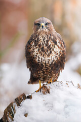 Common buzzard (Buteo buteo) perched on snowy stump, alert gaze, detailed plumage, winter forest, wild nature, natural habitat, close-up, soft light, peaceful wildlife scene, blurred background.