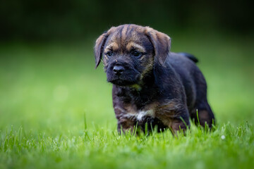 Obraz premium Border Terrier puppy (Canis lupus familiaris) standing in green grass, curious expression, detailed fur, soft natural light, blurred background, outdoor setting, peaceful moment, focus on dog.