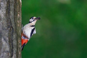 Great spotted woodpecker (Dendrocopos major) feeding chick in tree cavity, vibrant plumage, red crown, black and white wings, natural habitat, close-up, wild bird, detailed, spring scene.