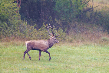 Red deer stag (Cervus elaphus) walking on green meadow near forest edge, majestic antlers, detailed fur, natural habitat, wild nature, peaceful wildlife scene, soft light, autumn season.