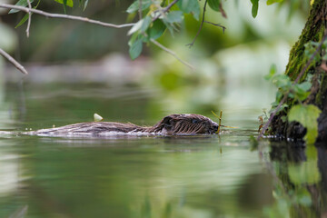 European beaver (Castor fiber) chewing stick in calm water, wet fur, alert eyes, natural riverbank habitat, close-up, wild nature, peaceful wildlife scene, detailed whiskers, green background.