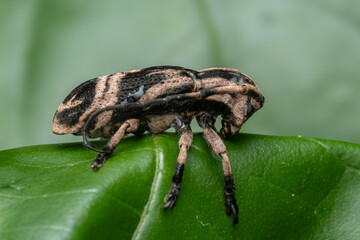 Longhorn beetle standing on a green leaf in nature
