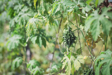 small bitter gourd or bitter melon,momordica charantia on vine plant also known as dwarf variety bitter gourd