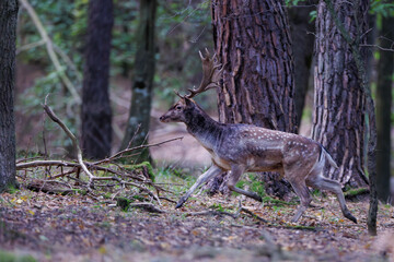 Fallow deer (Dama dama) running through forest, raised legs, wide palmate antlers, spotted fur, natural habitat, wild nature, energetic scene, soft light, autumn woodland, movement, vitality.