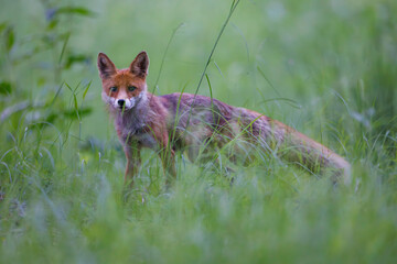 Red fox (Vulpes vulpes) standing alert in tall green grass,  soft light,  natural habitat, wild nature, peaceful wildlife scene, blurred background.
