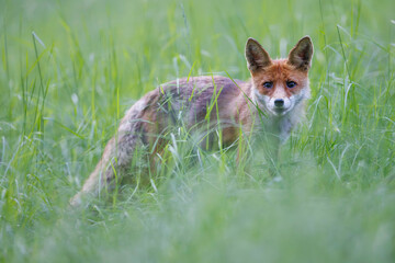 Red fox (Vulpes vulpes) standing alert in tall green grass,  soft light,  natural habitat, wild nature, peaceful wildlife scene, blurred background.