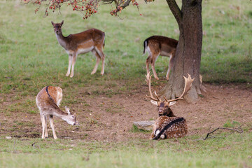 Fallow deer (Dama dama) herd with dominant buck, wide palmate antlers, moving under autumn tree, spotted fur, natural habitat, wild nature, peaceful wildlife scene.