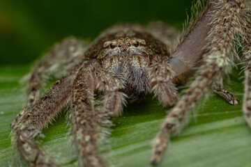 Huntsman spider resting on vibrant green leaf in rainforest habitat