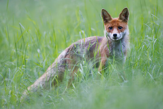 Red fox (Vulpes vulpes) standing alert in tall green grass, soft light, natural habitat, wild nature, peaceful wildlife scene, blurred background. - Powered by Adobe