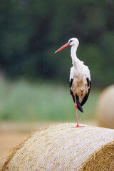 White stork (Ciconia ciconia) standing on hay bale in light rain, black and white plumage, red beak, one leg up, open field, blurred background, natural habitat, peaceful rural scene, soft light.