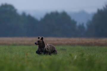 Brown bear (Ursus arctos) moving through green meadow at dusk, alert posture, powerful build, misty background, wild nature, natural habitat, peaceful wildlife scene, evening soft light, distant fores