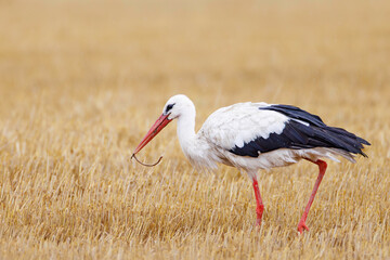 White stork (Ciconia ciconia) walking through golden stubble field, holding lizard in red beak, black and white plumage, long red legs, natural habitat, wild nature, close-up, peaceful rural scene