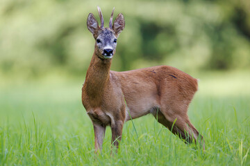 Roe deer buck (Capreolus capreolus) standing alert in green meadow, small antlers, detailed fur, natural habitat, wild nature, peaceful wildlife scene, soft light, close-up.