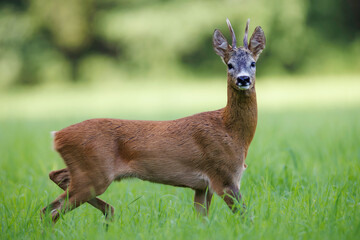 Roe deer buck (Capreolus capreolus) standing alert in green meadow, small antlers, detailed fur, natural habitat, wild nature, peaceful wildlife scene, soft light, close-up.