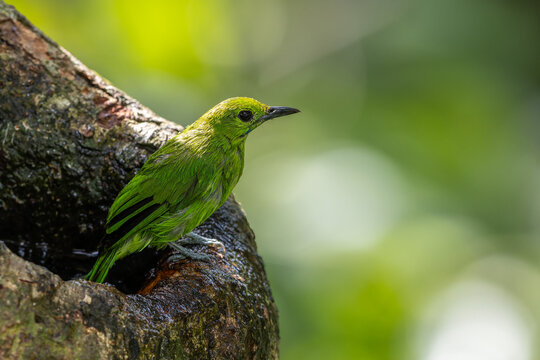 Green chloropsis drinking water on tree trunk