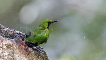 Green chloropsis drinking water on tree trunk