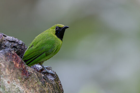 Green chloropsis drinking water on tree trunk