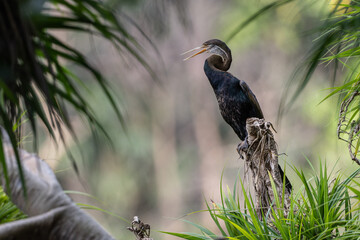 Elegant shot of an Oriental Darter drying its wings by the water's edge.