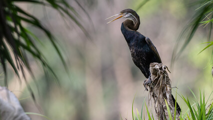 Elegant shot of an Oriental Darter drying its wings by the water's edge.