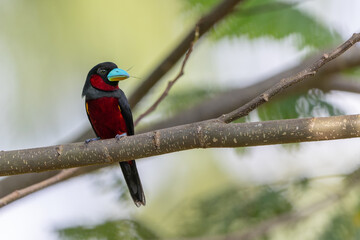 Obraz premium Black-and-red broadbill perched on branch in vibrant foliage