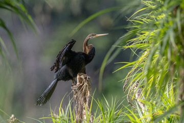 Elegant shot of an Oriental Darter drying its wings by the water's edge.
