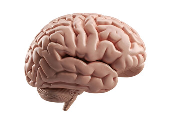 Realistic human brain anatomy isolated on transparent background