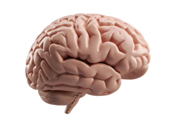 Realistic human brain anatomy isolated on transparent background